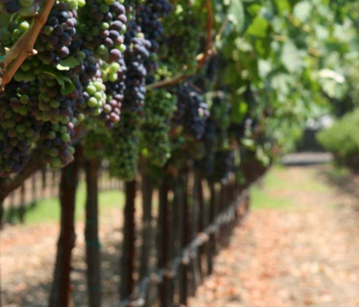 Napa Wine Tours San Francisco Pick Up Napa Wine Tours San Francisco Pick Up