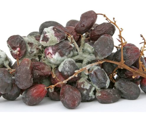 botrytis