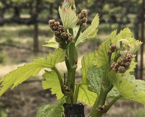 Buds look like popcorn before they burst open.