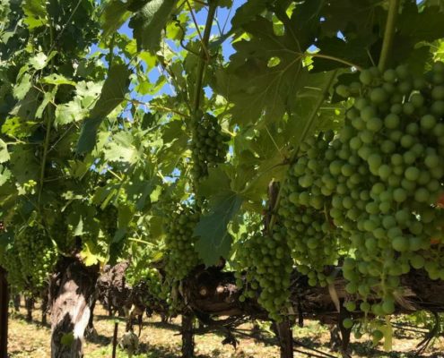 Production of Wine