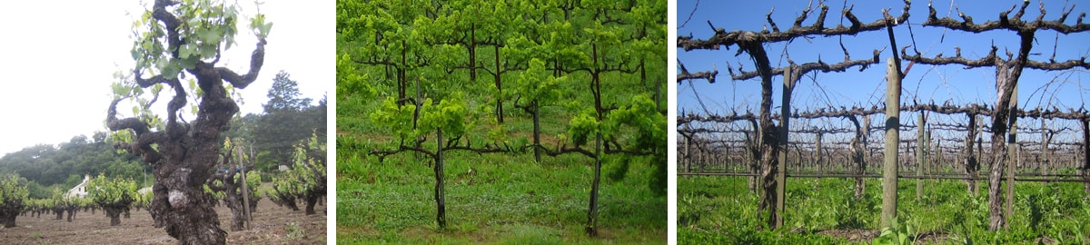 Vine Training